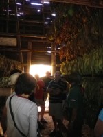 Tobacco Farm21.jpg
